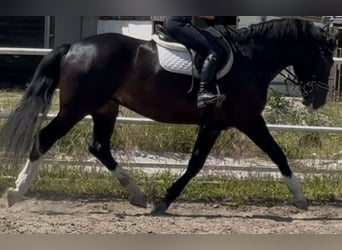 Schlesier, Ruin, 6 Jaar, 165 cm, Zwartbruin