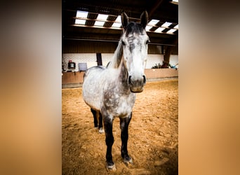 Schlesier, Ruin, 7 Jaar, 164 cm, Schimmel