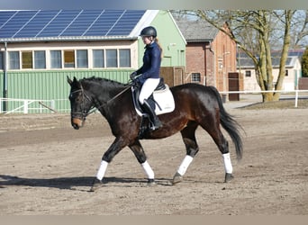 Schlesier, Ruin, 8 Jaar, 165 cm