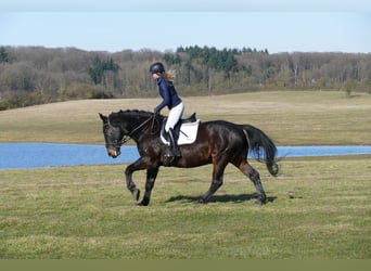 Schlesier, Ruin, 8 Jaar, 165 cm