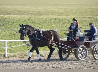 Schlesier, Ruin, 8 Jaar, 165 cm