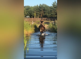 Schlesier Mix, Ruin, 9 Jaar, 170 cm, Donkerbruin