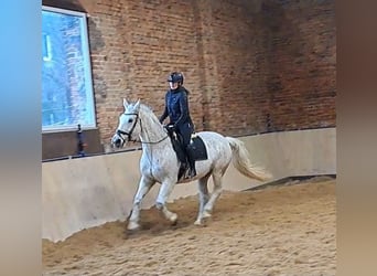 Schlesier, Stute, 11 Jahre, 165 cm, Schimmel