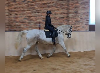 Schlesier, Stute, 11 Jahre, 165 cm, Schimmel