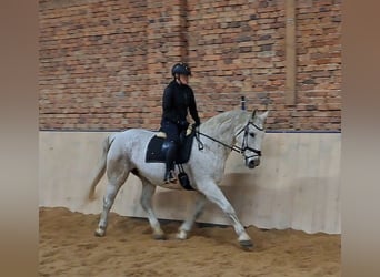 Schlesier, Stute, 11 Jahre, 165 cm, Schimmel