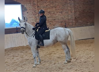 Schlesier, Stute, 11 Jahre, 165 cm, Schimmel