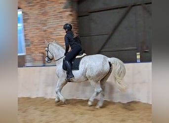 Schlesier, Stute, 11 Jahre, 165 cm, Schimmel