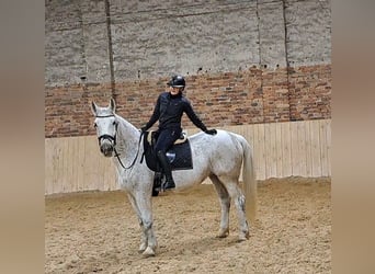 Schlesier, Stute, 11 Jahre, 165 cm, Schimmel