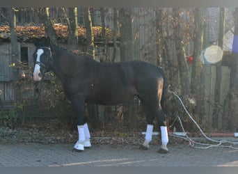 Schlesier, Stute, 14 Jahre, 158 cm, Rappe