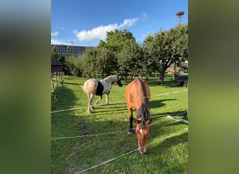 Schlesier, Stute, 16 Jahre, 163 cm, Brauner