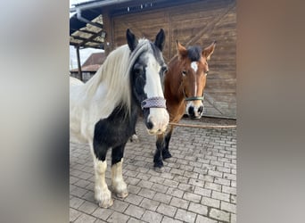 Schlesier, Stute, 19 Jahre, 161 cm, Schecke