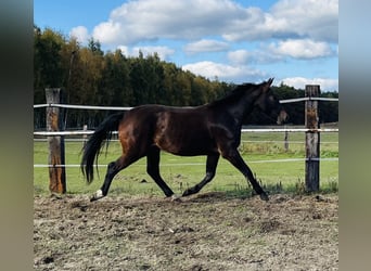 Schlesier, Stute, 2 Jahre, 162 cm, Rotbrauner