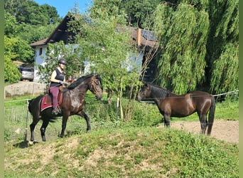 Schlesier, Stute, 3 Jahre, 157 cm, Rappe