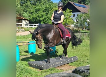 Schlesier, Stute, 3 Jahre, 157 cm, Rappe