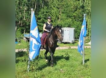 Schlesier, Stute, 3 Jahre, 157 cm, Rappe