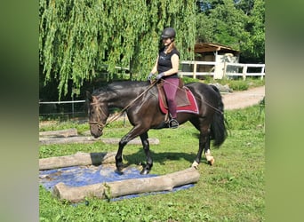 Schlesier, Stute, 3 Jahre, 157 cm, Rappe