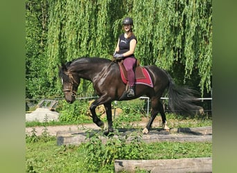 Schlesier, Stute, 3 Jahre, 157 cm, Rappe