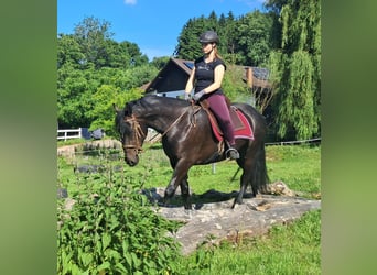 Schlesier, Stute, 3 Jahre, 157 cm, Rappe