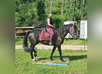Schlesier, Stute, 3 Jahre, 157 cm, Rappe
