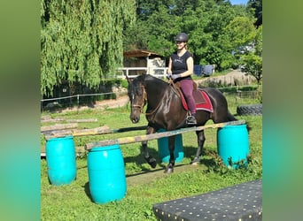 Schlesier, Stute, 3 Jahre, 157 cm, Rappe