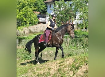 Schlesier, Stute, 3 Jahre, 157 cm, Rappe