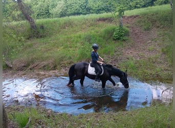 Schlesier, Stute, 3 Jahre, 158 cm, Rappe