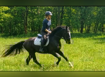 Schlesier, Stute, 3 Jahre, 158 cm, Rappe