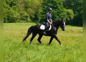 Schlesier, Stute, 3 Jahre, 158 cm, Rappe