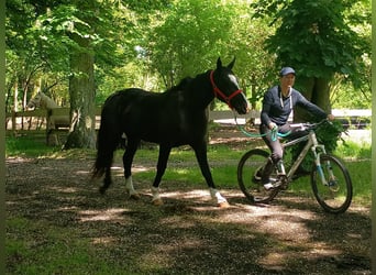 Schlesier, Stute, 3 Jahre, 158 cm, Rappe