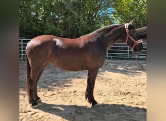 Schlesier, Stute, 3 Jahre, 163 cm, Rappe