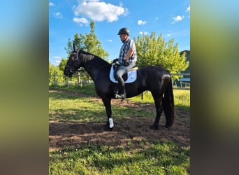 Schlesier, Stute, 3 Jahre, 163 cm, Rappe