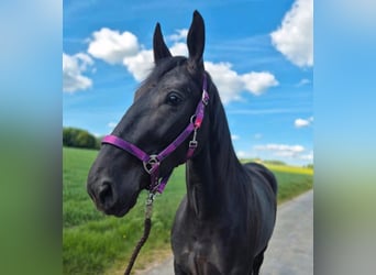 Schlesier, Stute, 3 Jahre, 163 cm, Rappe
