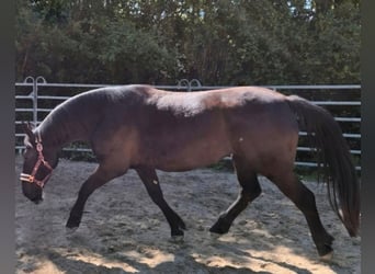 Schlesier, Stute, 3 Jahre, 163 cm, Rappe