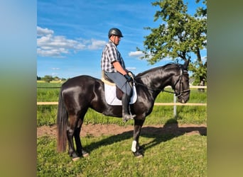Schlesier, Stute, 3 Jahre, 163 cm, Rappe