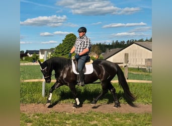 Schlesier, Stute, 3 Jahre, 163 cm, Rappe