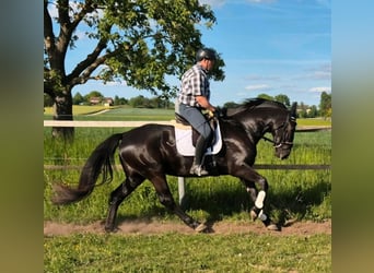 Schlesier, Stute, 3 Jahre, 163 cm, Rappe
