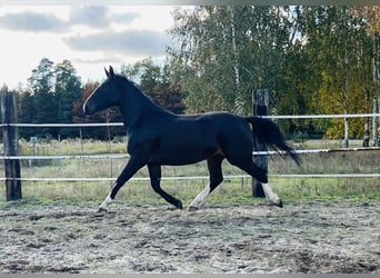 Schlesier, Stute, 3 Jahre, 167 cm, Schwarzbrauner