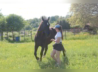 Schlesier, Stute, 4 Jahre, 160 cm, Rappe