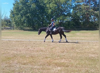Schlesier, Stute, 4 Jahre, 166 cm, Rappe