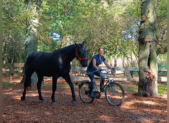 Schlesier, Stute, 4 Jahre, 166 cm, Rappe