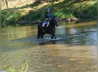 Schlesier, Stute, 4 Jahre, 166 cm, Rappe