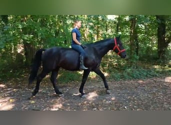 Schlesier, Stute, 4 Jahre, 166 cm, Rappe