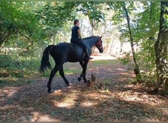 Schlesier, Stute, 4 Jahre, 166 cm, Rappe