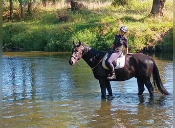 Schlesier, Stute, 4 Jahre, 166 cm, Rappe