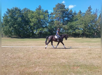 Schlesier, Stute, 4 Jahre, 166 cm, Rappe