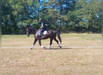 Schlesier, Stute, 4 Jahre, 166 cm, Rappe