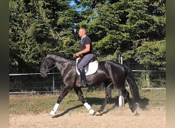 Schlesier Mix, Stute, 4 Jahre, 167 cm, Rappe