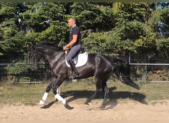 Schlesier Mix, Stute, 4 Jahre, 167 cm, Rappe