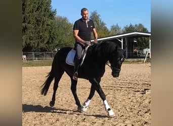 Schlesier Mix, Stute, 4 Jahre, 167 cm, Rappe