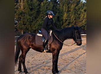 Schlesier, Stute, 4 Jahre, 167 cm, Schwarzbrauner